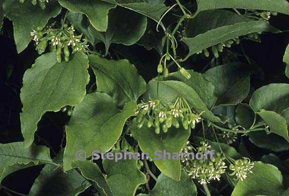 smilax californica 2 graphic